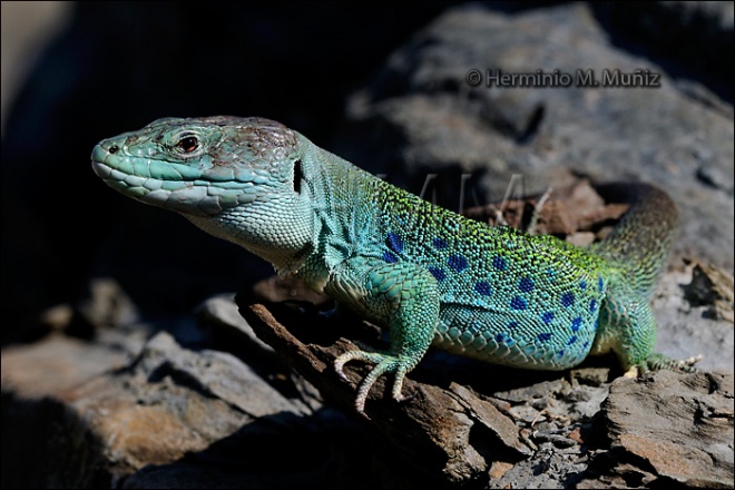 Lagarto ocelado- Lacerta lepida Lagarto ocelado- Lacerta lepida