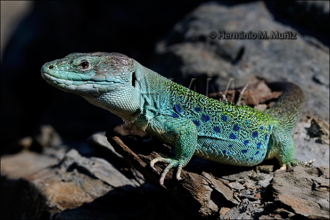 Lagarto ocelado- Lacerta lepida