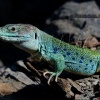 Lagarto ocelado- Lacerta lepida