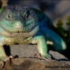 Lagarto ocelado- Lacerta lepida