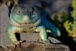 Lagarto ocelado- Lacerta lepida