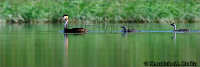 Somormujo lavanco- Podiceps cristatus