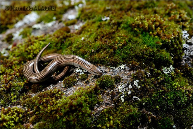Eslizón tridáctilo ibérico-Chalcides striatus Eslizón tridáctilo ibérico-Chalcides striatus