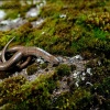 Eslizón tridáctilo ibérico-Chalcides striatus