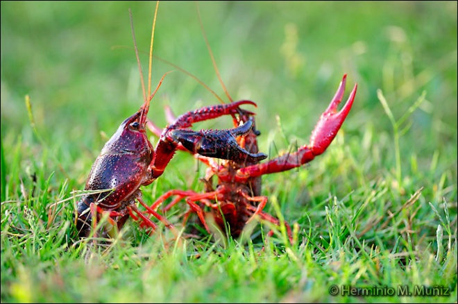 Cangrejo americano-Procambarus clarkii