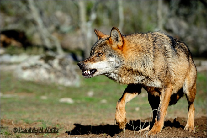 Lobo-Canis lupus Lobo-Canis lupus