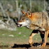 Lobo-Canis lupus