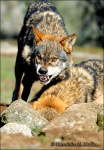 Lobo-Canis lupus
