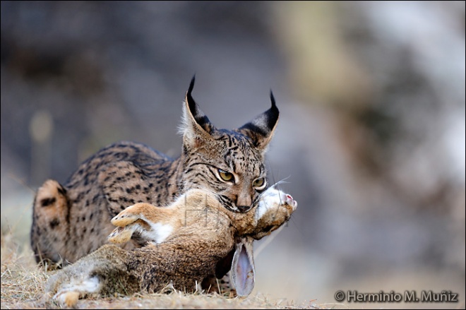 Lince ibérico