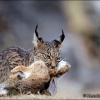 Lince ibérico