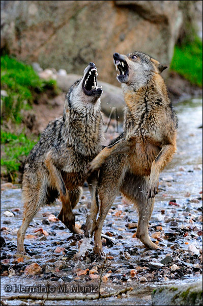 Peleas entre lobos Peleas entre lobos