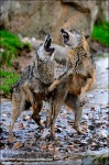 Peleas entre lobos