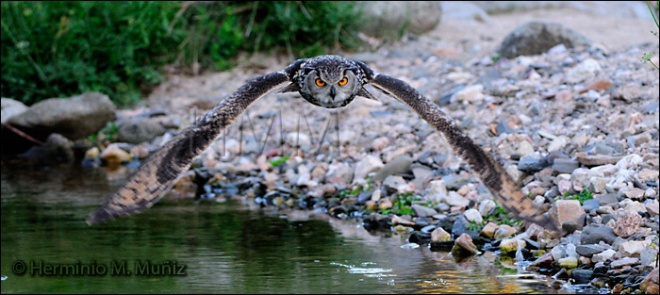 Buho real en vuelo-Bubo bubo