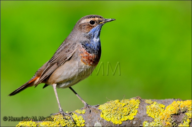 Pechiazul-Luscinia svecica