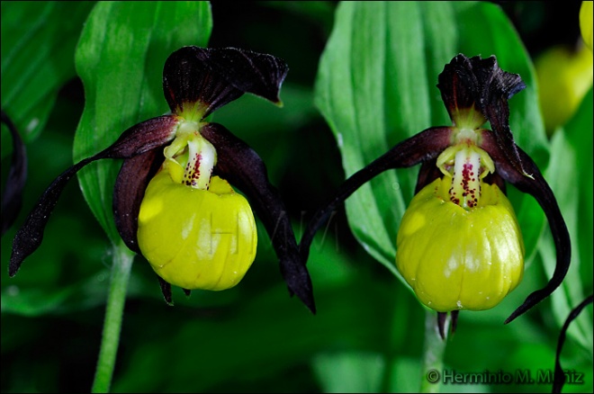 Zapatito de dama-Cypripedium calceolus