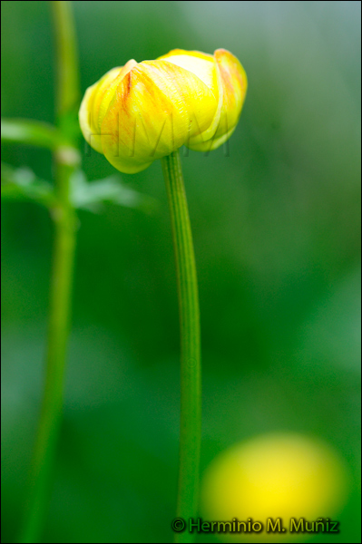 Trollius europaeus