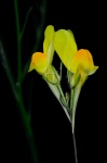 Linaria