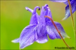 Aguileña-Aquilegia vulgaris