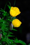 Amapola amarilla-Meconopsis cámbrica
