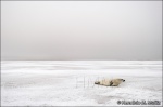 Foca gris-Halichoerus grypus