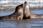 Foca gris-Halichoerus grypus