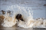 Foca gris-Halichoerus grypus