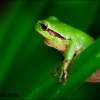 Ranita meridional-Hyla meridionalis