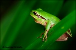 Ranita meridional-Hyla meridionalis