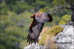 Aguila real-Aquila chrysaetos
