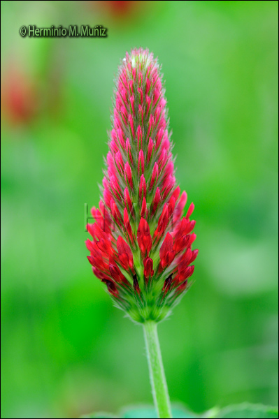 Trebol-Trifolium ¿sp?