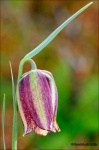 Tulipan de monte-Fritilaria lusitanica