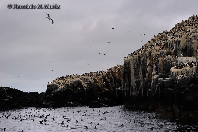 Colonias de aves marinas Colonias de aves marinas
