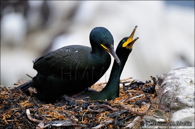 Cormorán moñudo-Phalacrocorax aristotelis Cormorán moñudo-Phalacrocorax aristotelis