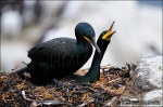 Cormorán moñudo-Phalacrocorax aristotelis