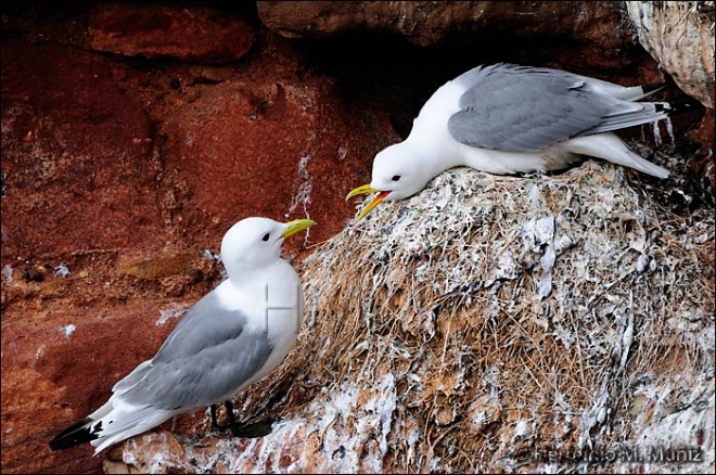 Gaviota tridáctila-Rissa tridactyla Gaviota tridáctila-Rissa tridactyla