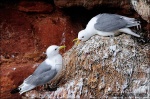 Gaviota tridáctila-Rissa tridactyla