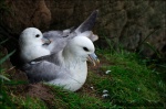 Fulmar boreal-Fulmarus glacialis