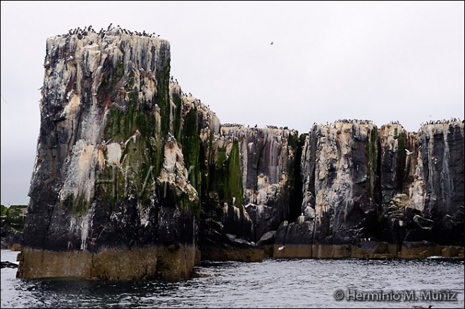 Colonia de aves marinas-Escocia