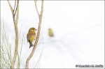 Verderón común-Carduelis chloris