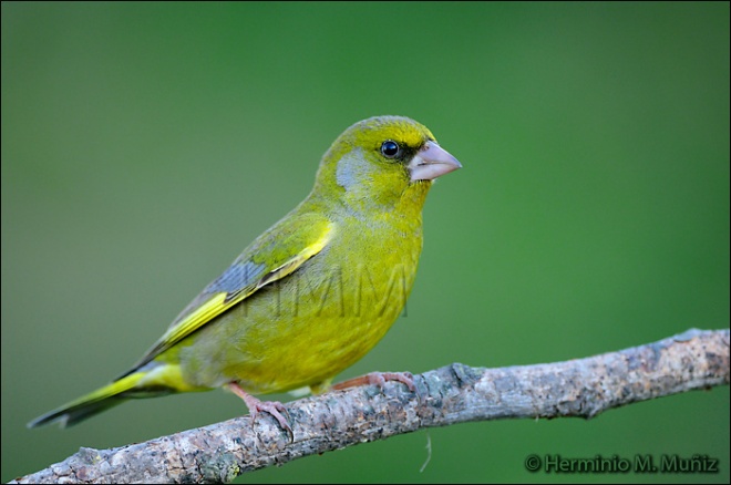 Verderón común-Carduelis chloris