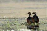 Zampullín cuellinegro-Podiceps nigricollis