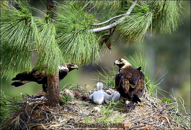 Aguila imperial-Aquila adalberti