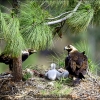 Aguila imperial-Aquila adalberti