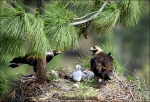 Aguila imperial-Aquila adalberti