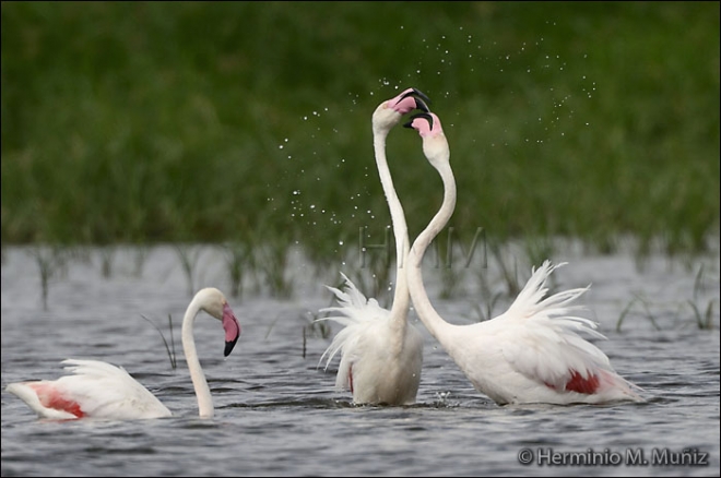 Flamenco rosa-Phoenicopterus ruber