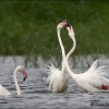 Flamenco rosa-Phoenicopterus ruber