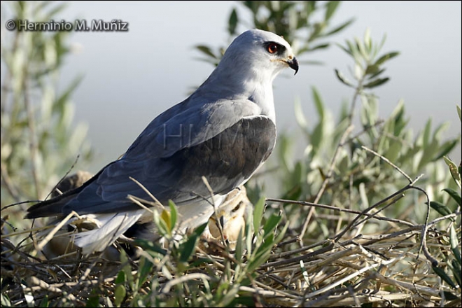 Elanio azul-Elanus caeruleus