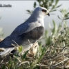 Elanio azul-Elanus caeruleus