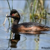 Zampullin-cuellinegro-Podiceps nigricollis