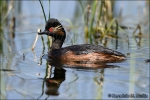 Zampullin-cuellinegro-Podiceps nigricollis